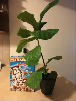 fig