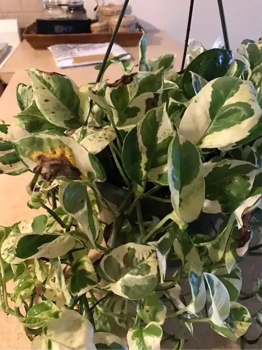 full plant