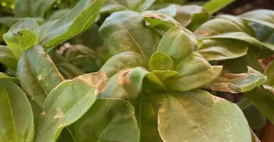 Zinnia leaves