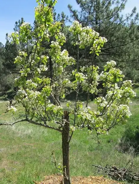 Pear in blossom 1st of April