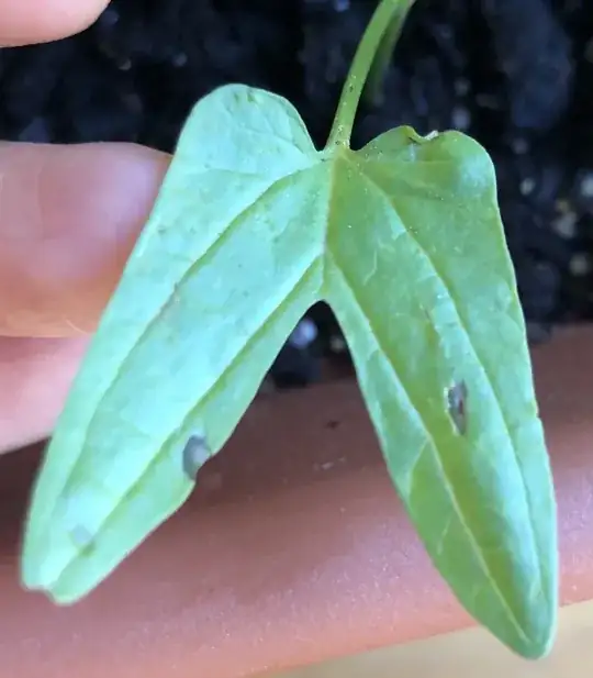 Some of the leaves have small holes like these. But there are not many.