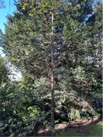 tree