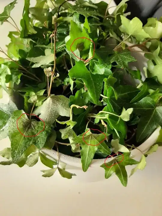 The plant