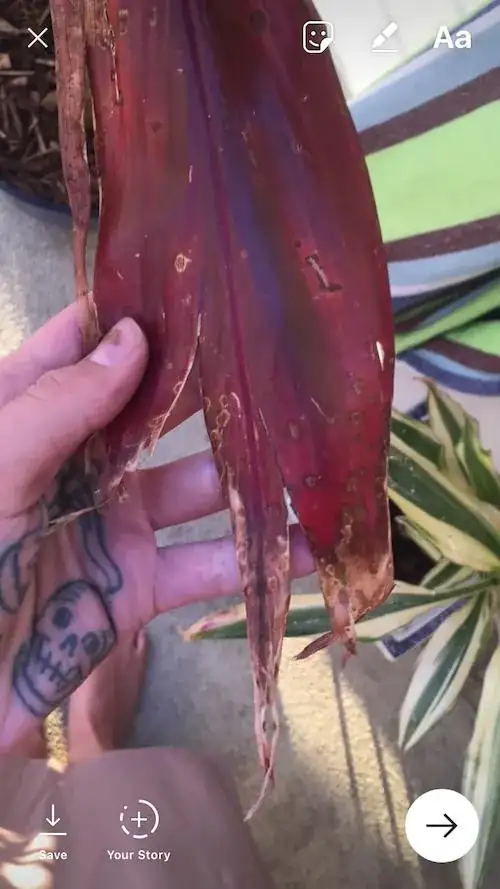 really badly damaged leaves