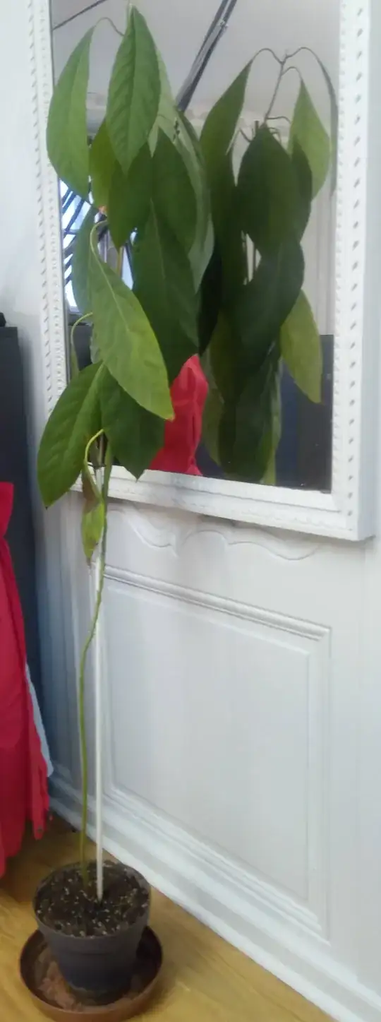 Avocado plant