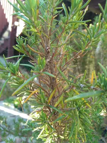 rosemary2