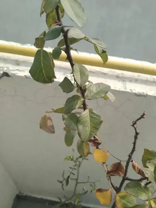 Main Plant