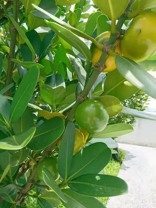 p2