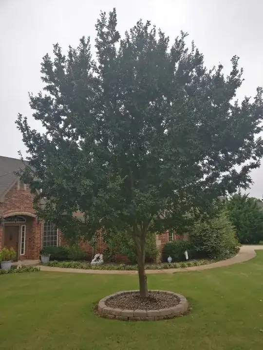 Full Tree