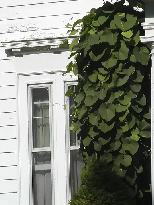 Column next to vine with large heart-shaped leaves