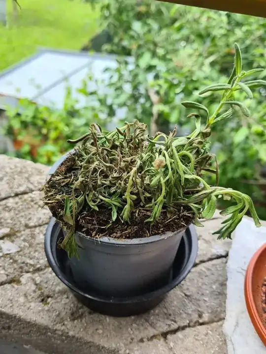 Dying lavender