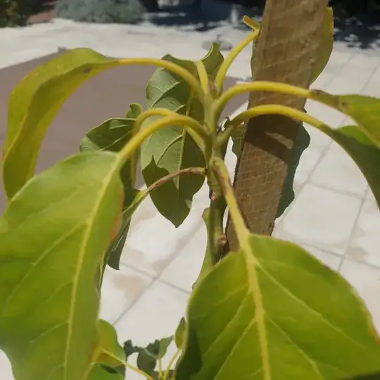Avocado leaves with brown edges