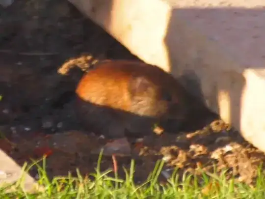 Bank Vole