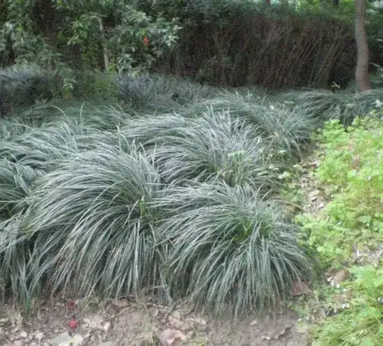 grass in more open clearing
