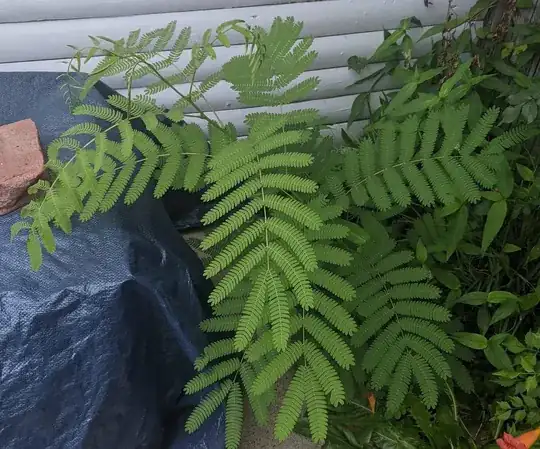3ft tall possible mimosa tree