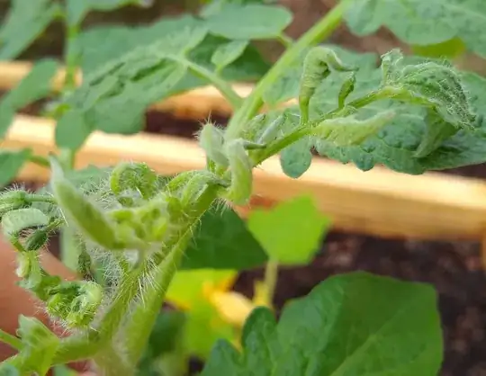 Possible aminopyralid damage