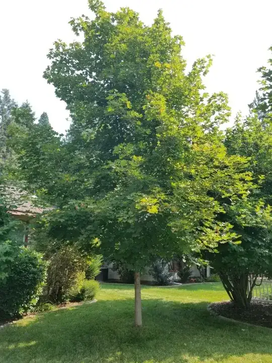 Maple Tree