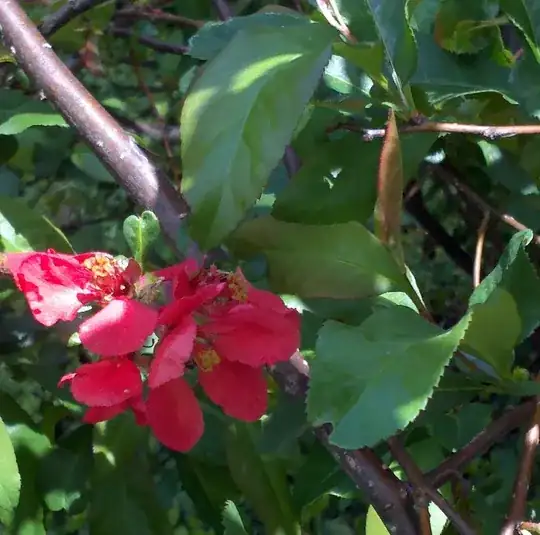 Flower and leaves