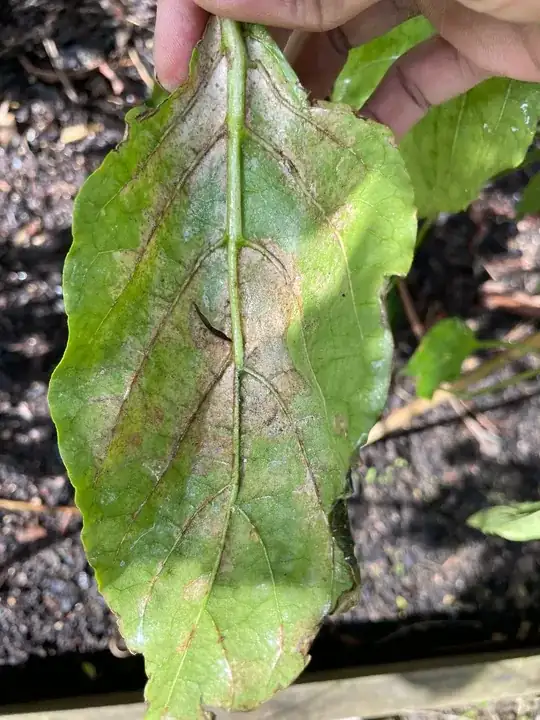 Leaf2