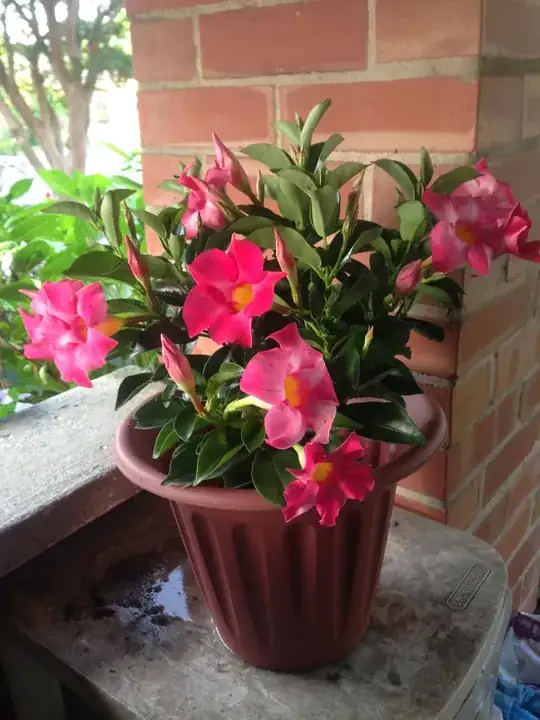 Dipladenia