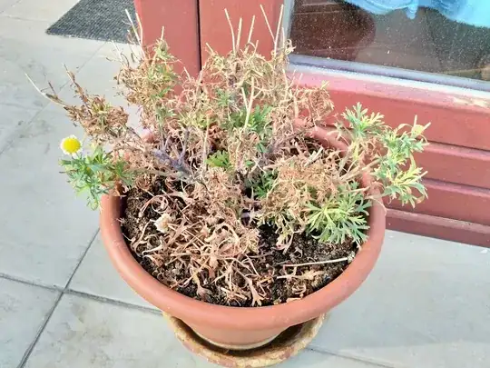 Leaves are turning yellow and the plant is drying