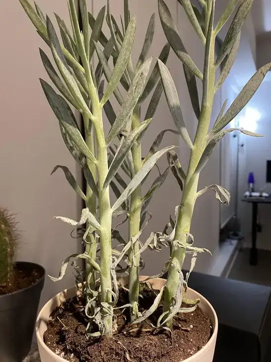 Plant with whitened, dry leaves