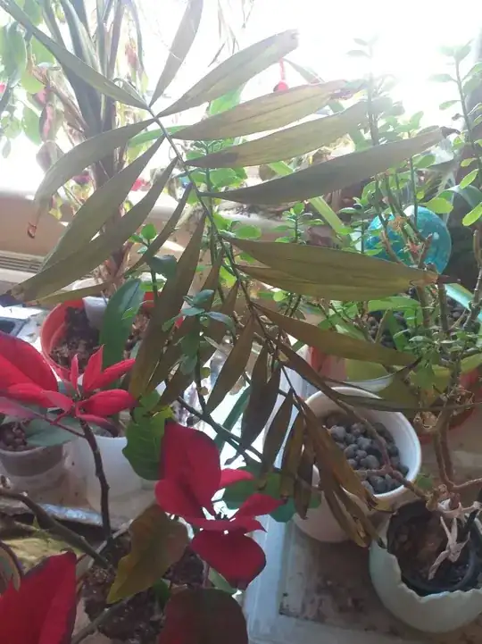whole leaf dying