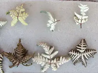 leaves