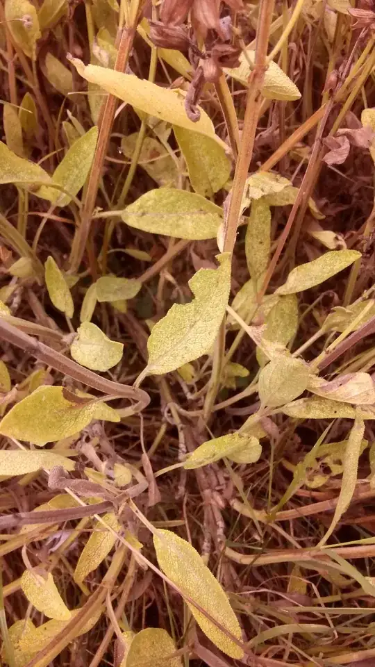 sage plant