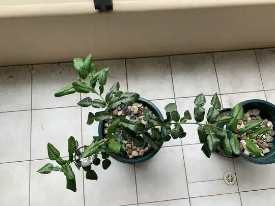 Top View