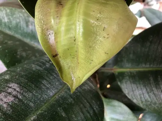 ficus elastica robusta