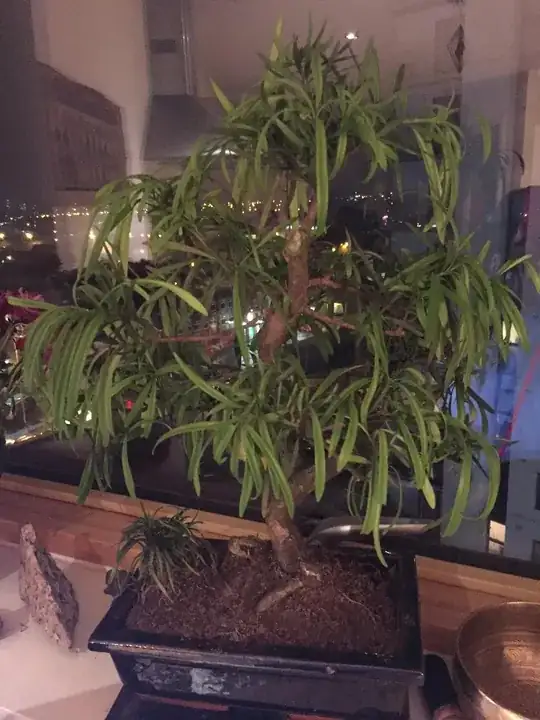 Bonsai Ficus