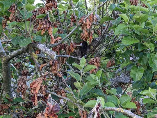 Leaf dieback