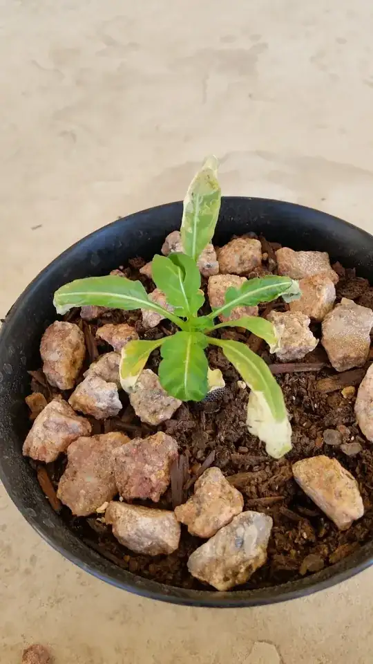 Areca leaves with white patches and small black marks