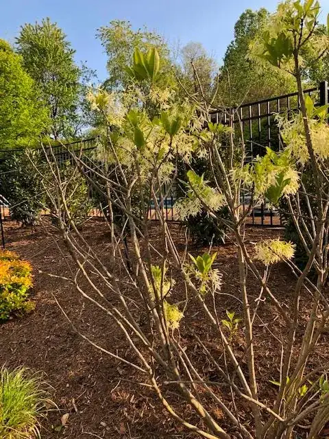 dead branches