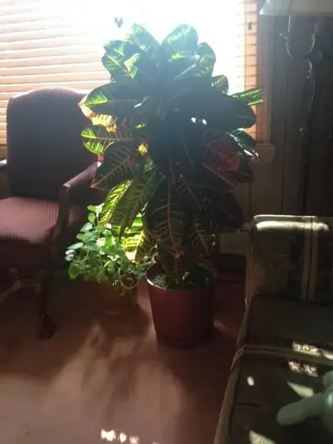 Top Heavy Croton