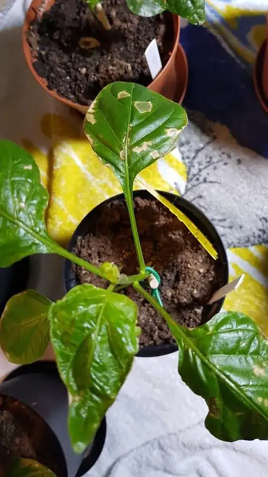 Spots on leaves
