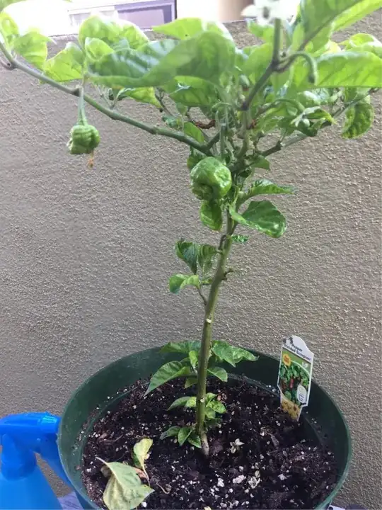 fruuuuiiit!!!