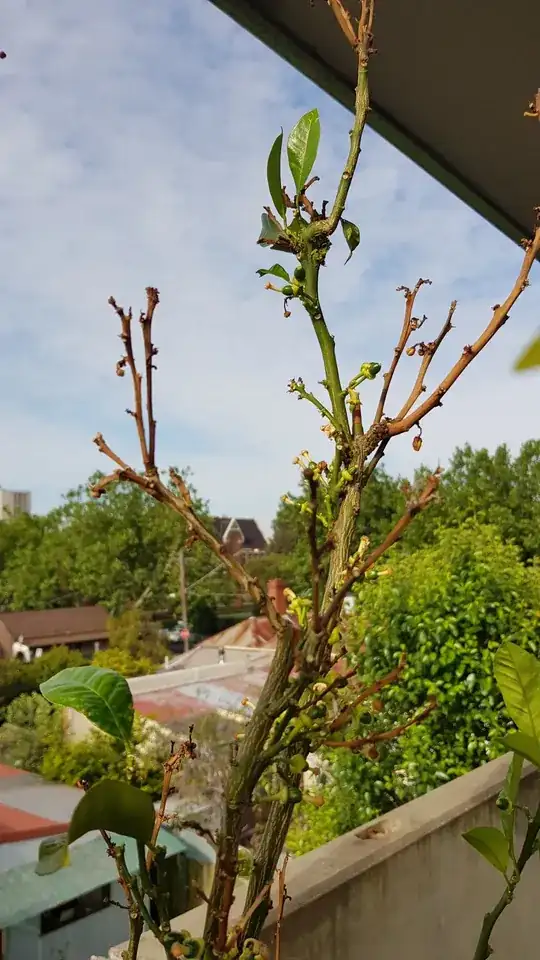 dying twigs
