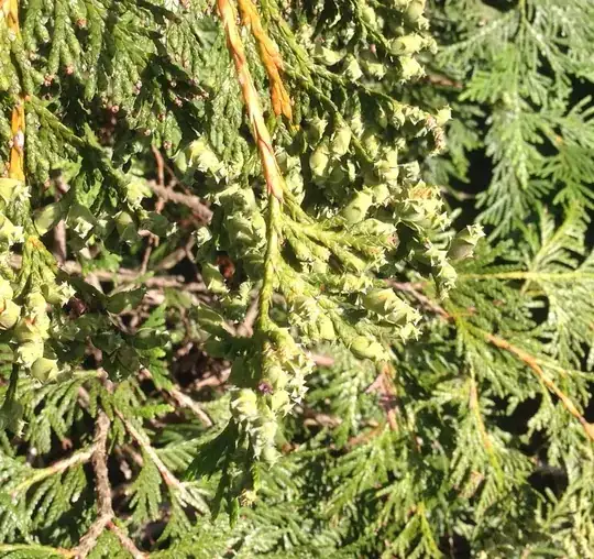 green giant buds