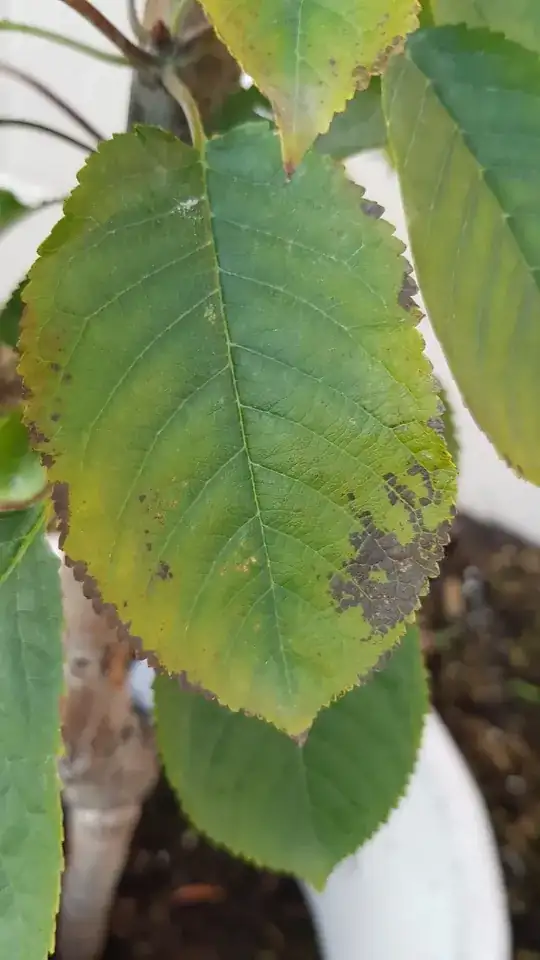 Leaves with brown discolouration at the edges