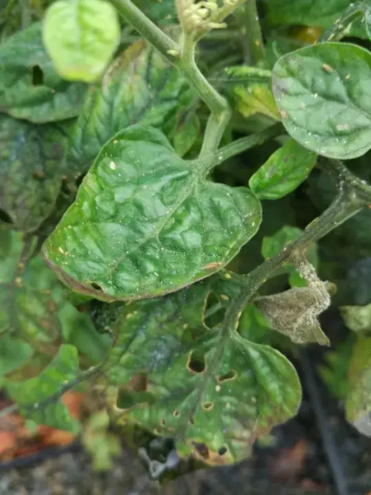 sugar granules on leaf