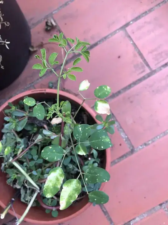 sick moringa