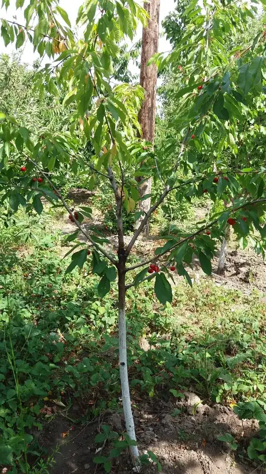 whole tree