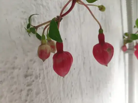 Fuchsia brown buds