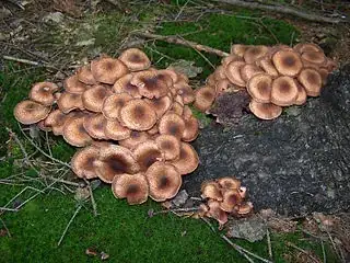 Honey Mushroom