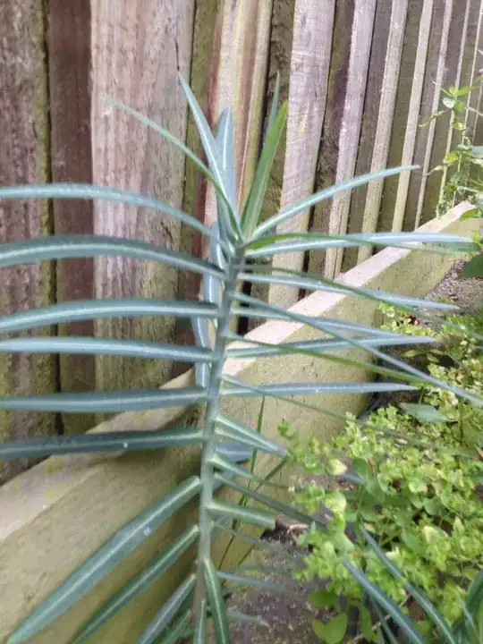 Unidentified Plant