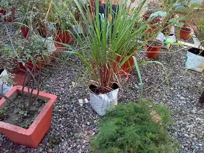 This is the lemongrass in the container