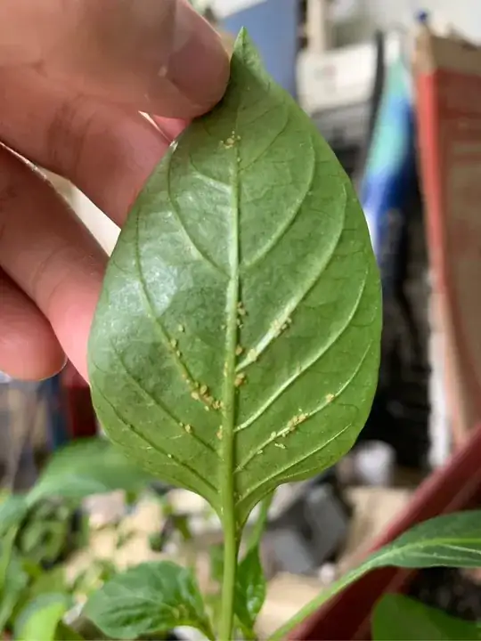 Under the leaf of the bell pepper plant