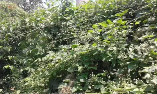 lopsided cherry tree
